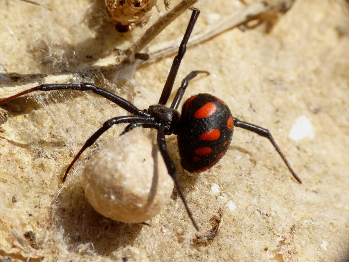 I Latrodectus sono ancora numerosi?